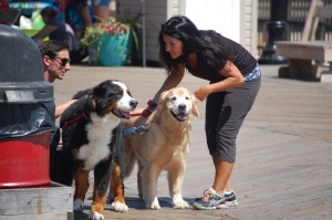 Dogs on the Seaside Heights boardwalk during National Dog Day, Aug. 26, 2015. (Photo: Daniel Nee)