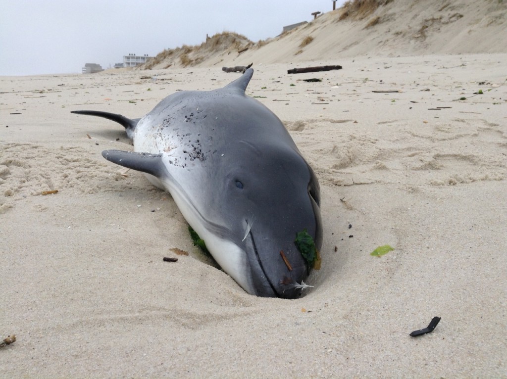 A marine mammal washed up on the beach in Lavallette, March 15, 2016. (Submitted Photo)