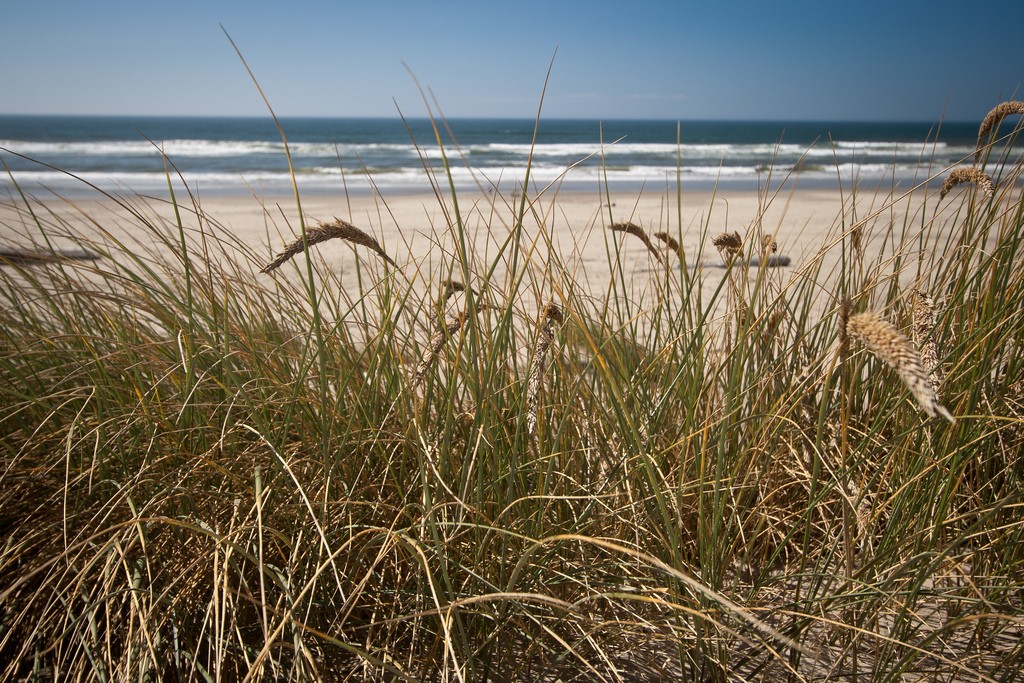Dune grass. (Photo:  Andrew Malone/Flickr)