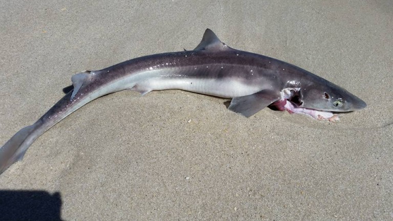 Fishing Activity May Be Behind Dead Dogfish Found On Local Beaches 