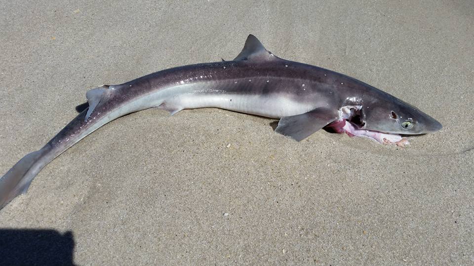 A dogfish washed up in Ortley Beach, March 31, 2016. (Photo: Barbara Santiago / Facebook)