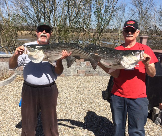 Striped bass weighed in a Pell's Fish & Sport, Brick. (Credit: Pell's Fish & Sport)