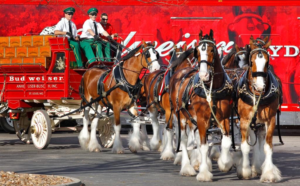 Budweiser Clydesdales (File Photo)