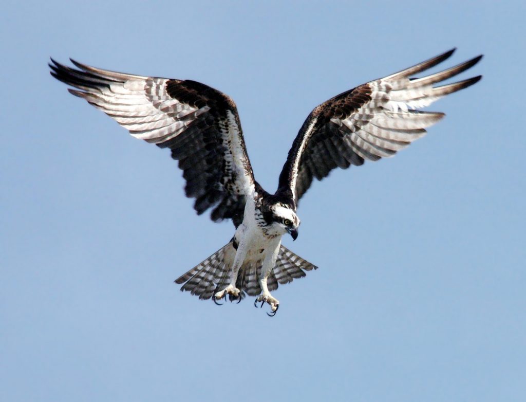 Osprey (Credit: National Parks Service)