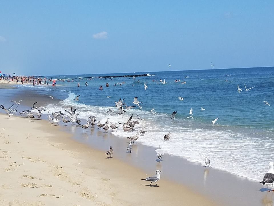 Birds swarm baitfish at a local beach, Aug. 14, 2018. (Photo: Patricia Nee)