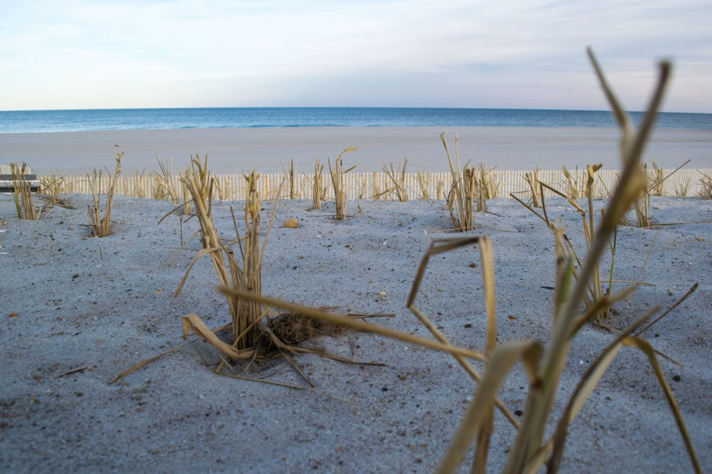 Dune grass plantings and progress on building access on replenished beaches island-wide, Feb. 2019. (Photo: Daniel Nee)