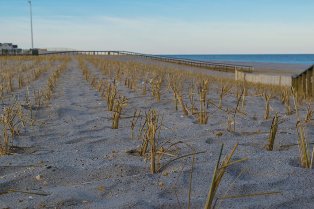 Dune grass plantings and progress on building access on replenished beaches island-wide, Feb. 2019. (Photo: Daniel Nee)