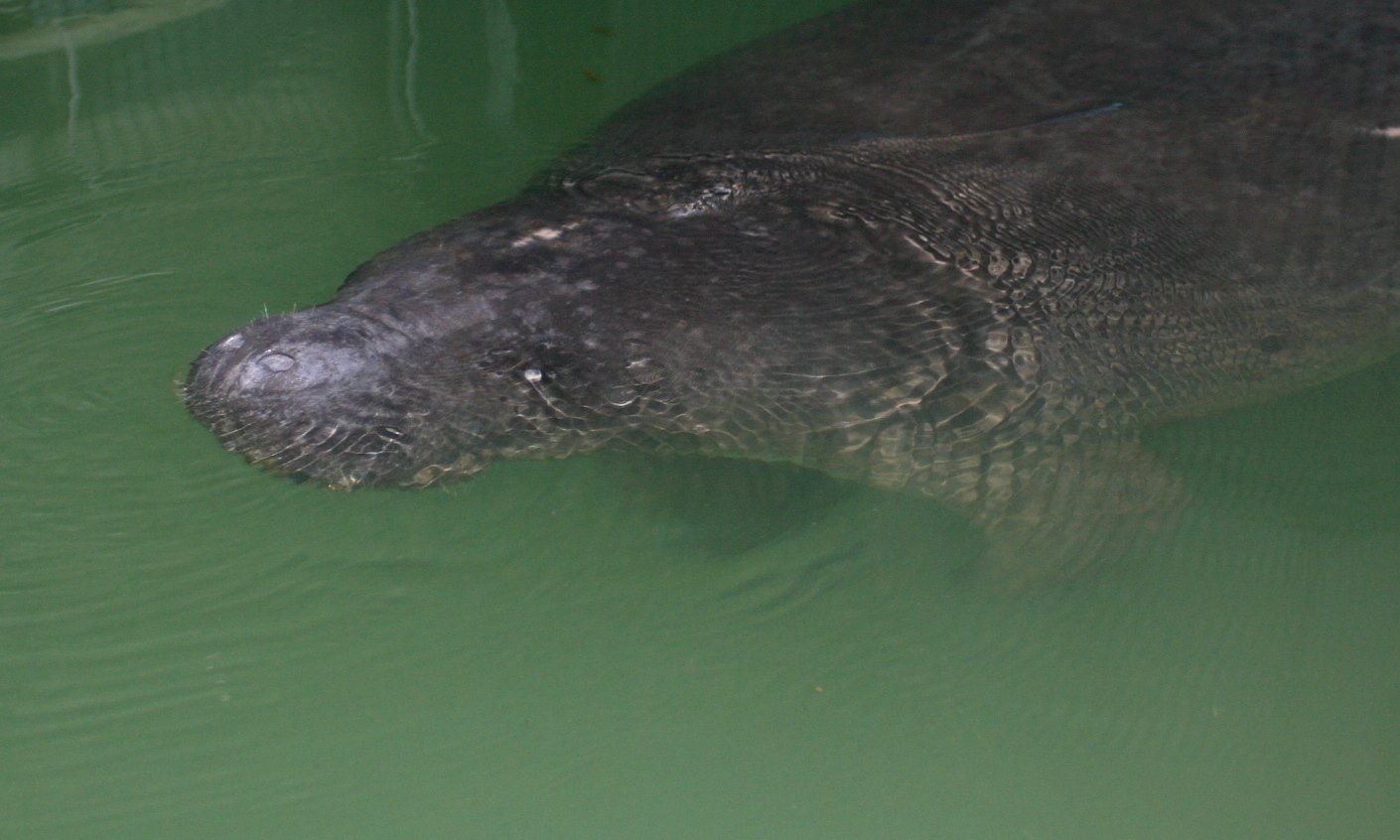 Ilya the manatee, rescued in New Jersey in 2009. (Photo: Marine Mammal Stranding Center)