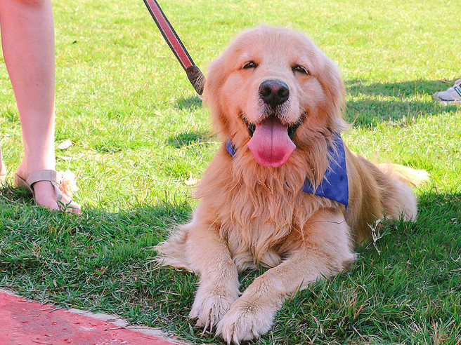 A golden retriver dog. (Photo: Fernanda Cerioni/Flickr)
