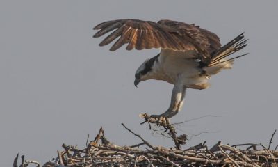 Ospreys returning to Ocean County. (Photo: Ocean County Department of Parks and Recreation)