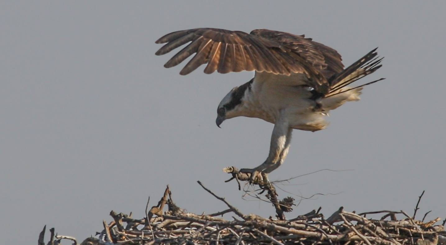 Seaside Park Will Be Getting a New Osprey Nest – Lavallette-Seaside ...