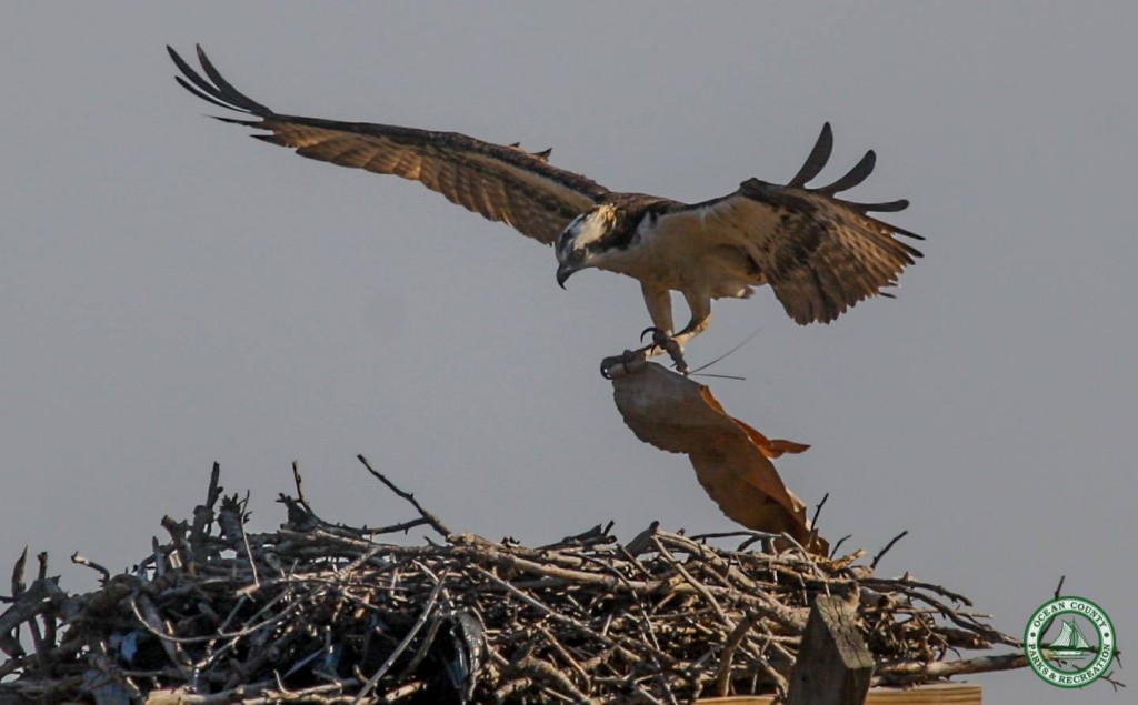 Ospreys returning to Ocean County. (Photo: Ocean County Department of Parks and Recreation)