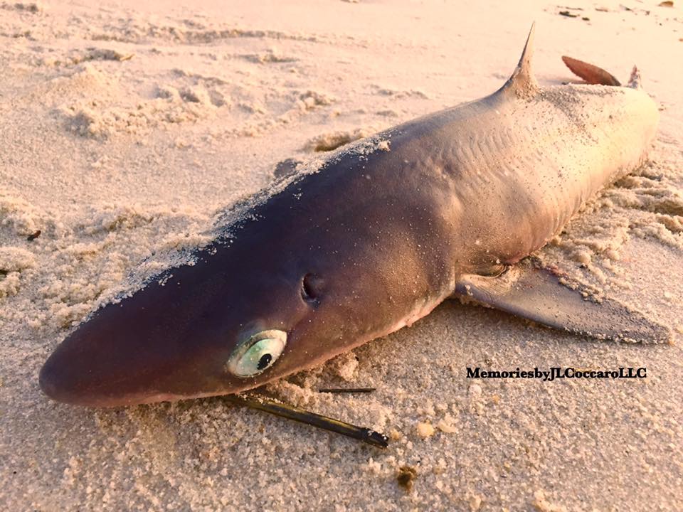 A dogfish washed up in Seaside Heights, March 31, 2016. (Photo: Jean L. Coccaro/ Facebook)
