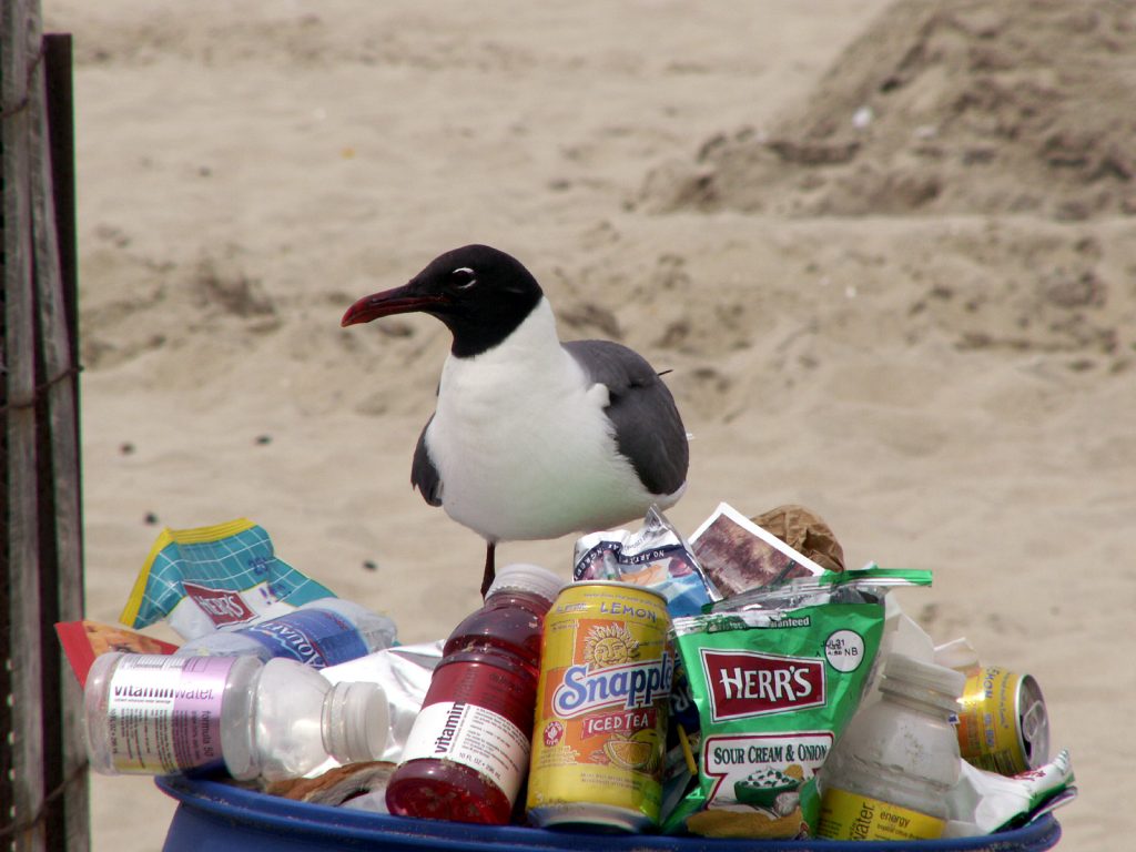 Seagulls targeting a trash can on a New Jersey beach. (Photo: Jackie/Flickr)