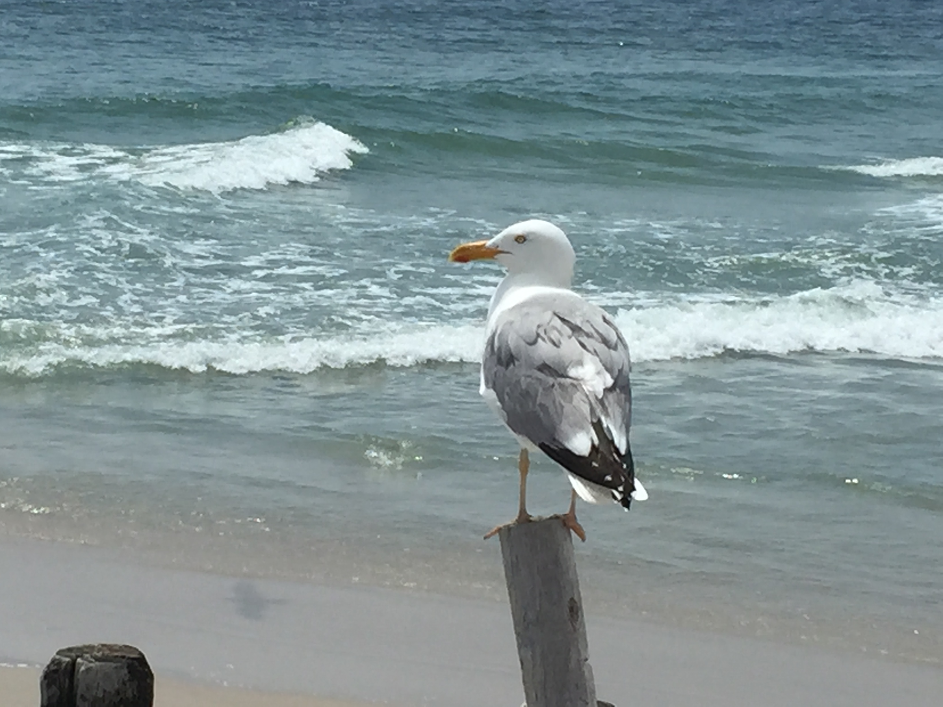 This seagull is ready for summer. (Photo: Daniel Nee)