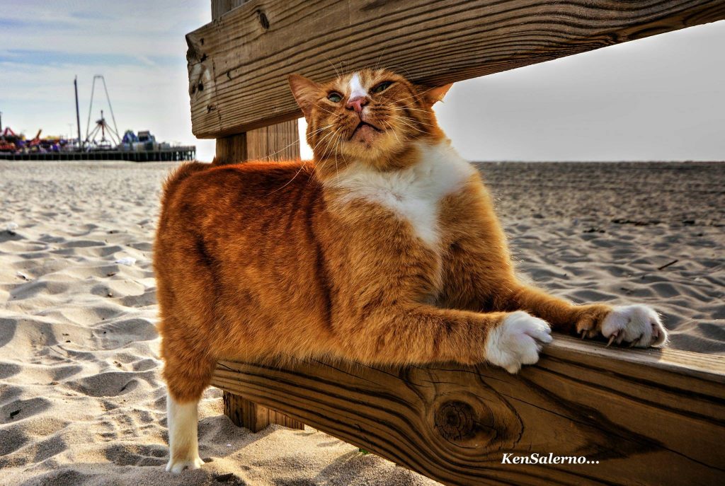 A cat named "Big Red" by volunteers at Webster Avenue on the Seaside Heights boardwalk. (Photo: Ken Salerno)
