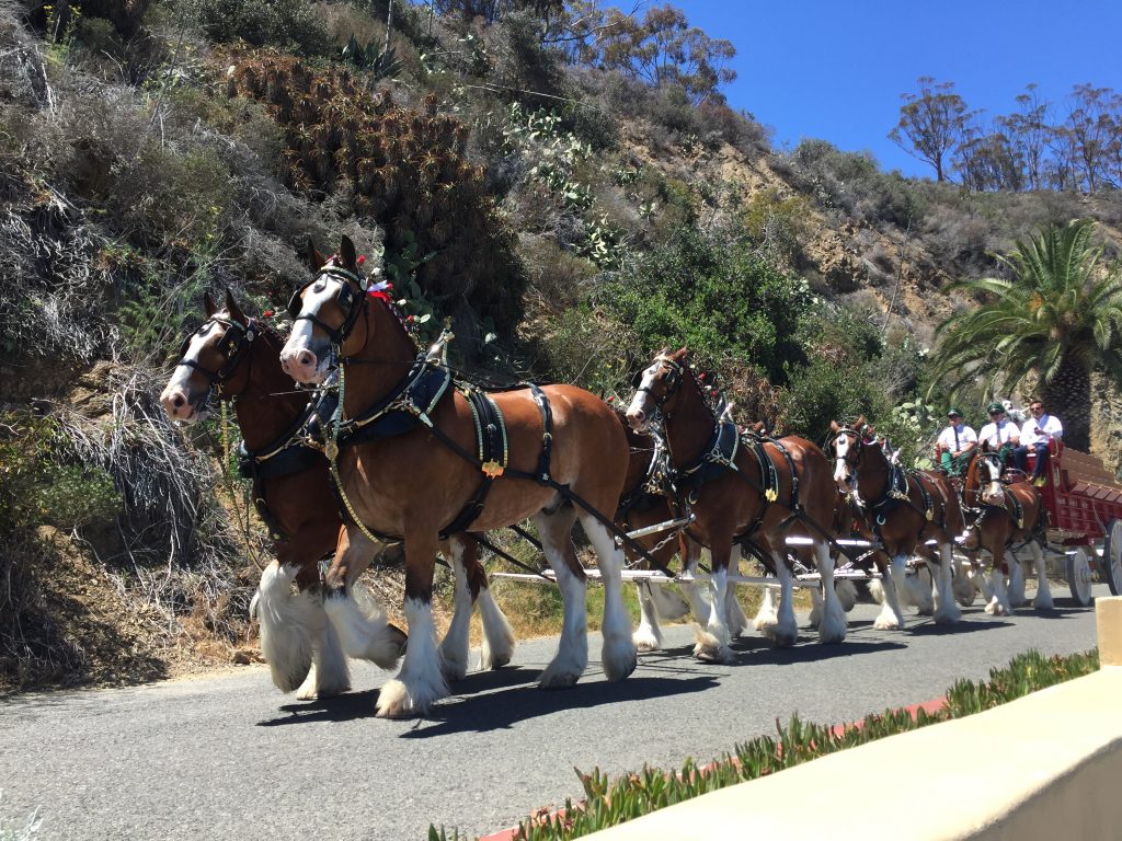 The Budweiser Clydesdales in Avalon, CA (Catalina Island) July 3, 2016. (Photo: Daniel Nee)