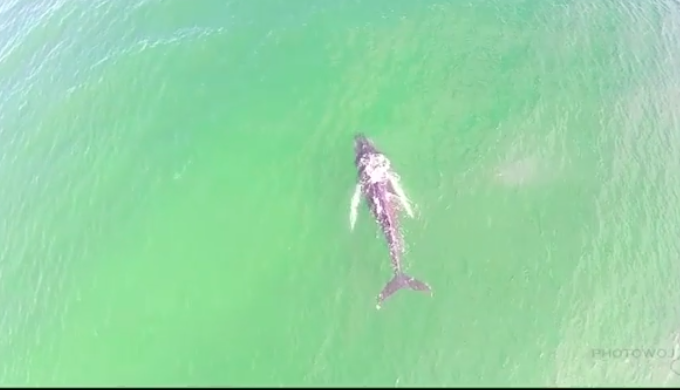 A humpback whale swims off Seaside Park in the Atlantic Ocean. (Photo: Eric Wojciechowski/ Instagram/ Drone Video)