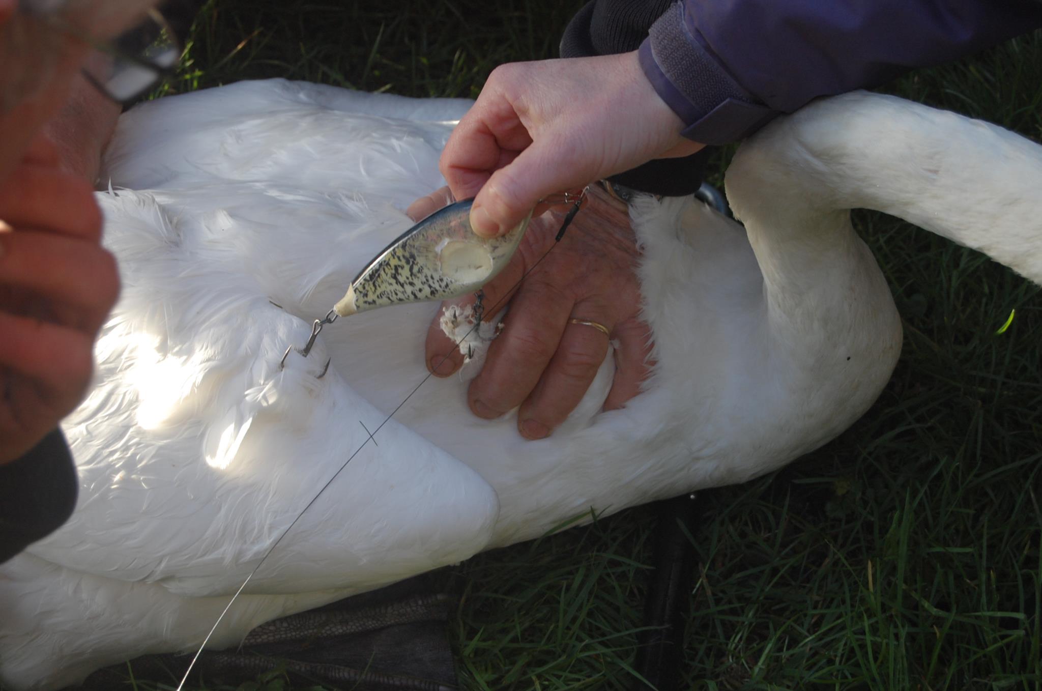 A swan in Point Pleasant entangled in fishing line with a lure attached. (Photo: Point Pleasant Police)