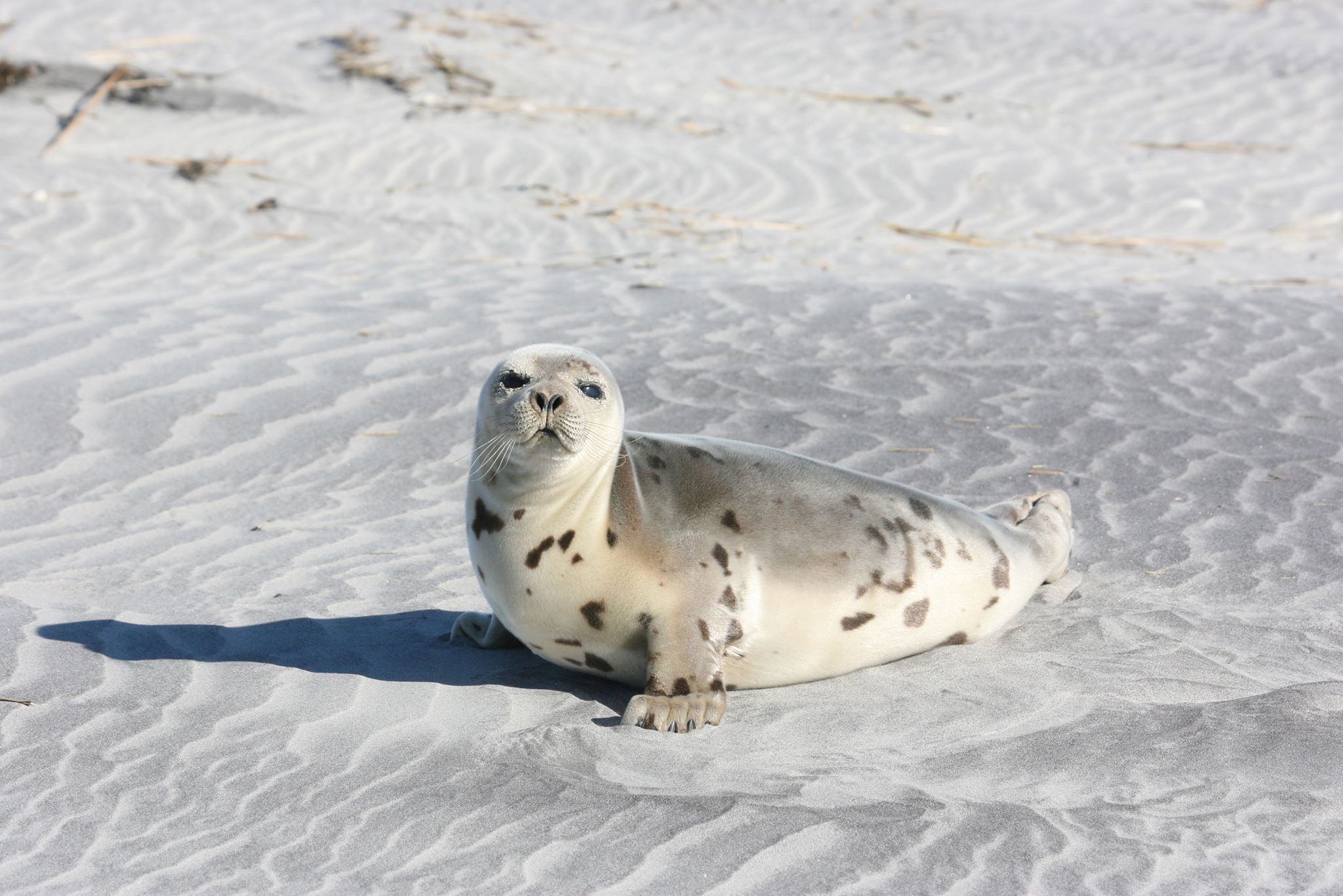A seal on a local beach during the winter of 2016. (Photo: Marine Mammal Stranding Center)