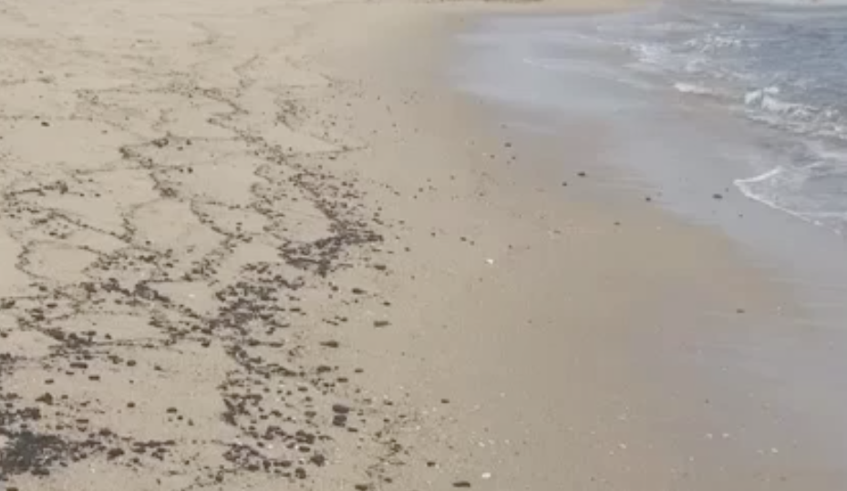 Peat washed up in Ortley Beach. (Credit: News12 New Jersey)