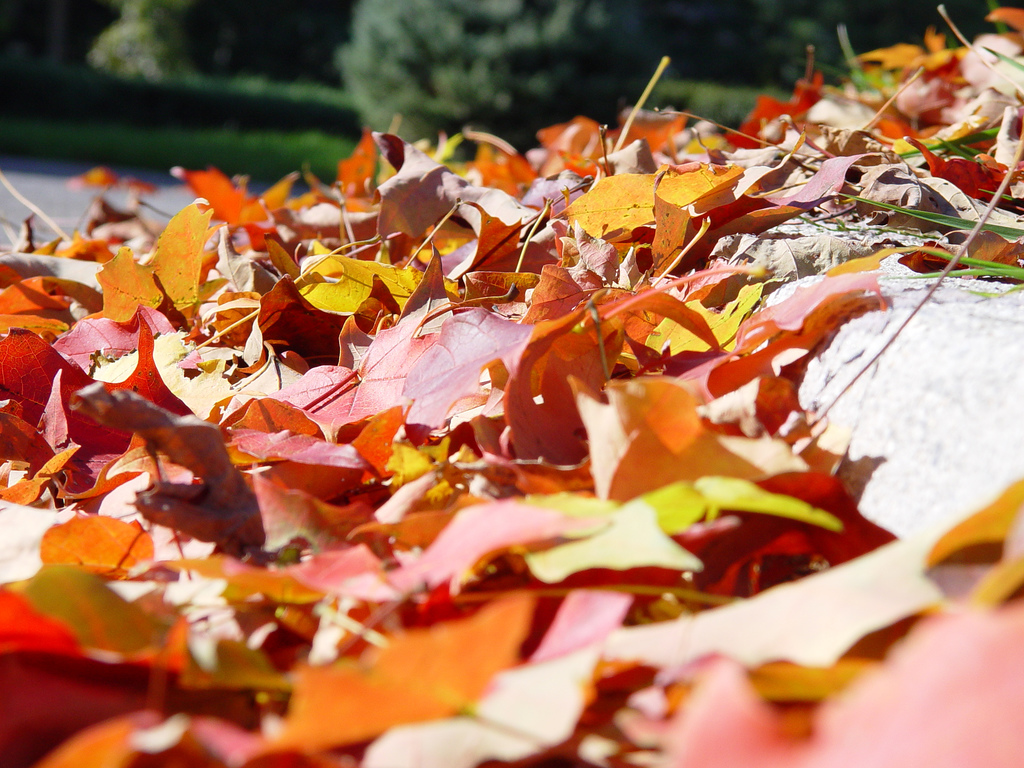 Fall leaf, leaves pickup. (Credit: Scott Robinson/ Flickr)