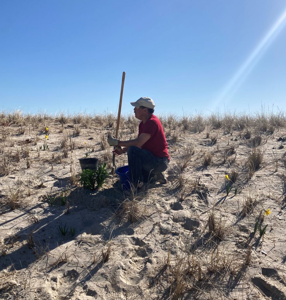 Volunteers plant species at the 7th Avenue beach in Seaside Park, March 27, 2021. (Photo: Bob Hopkins)