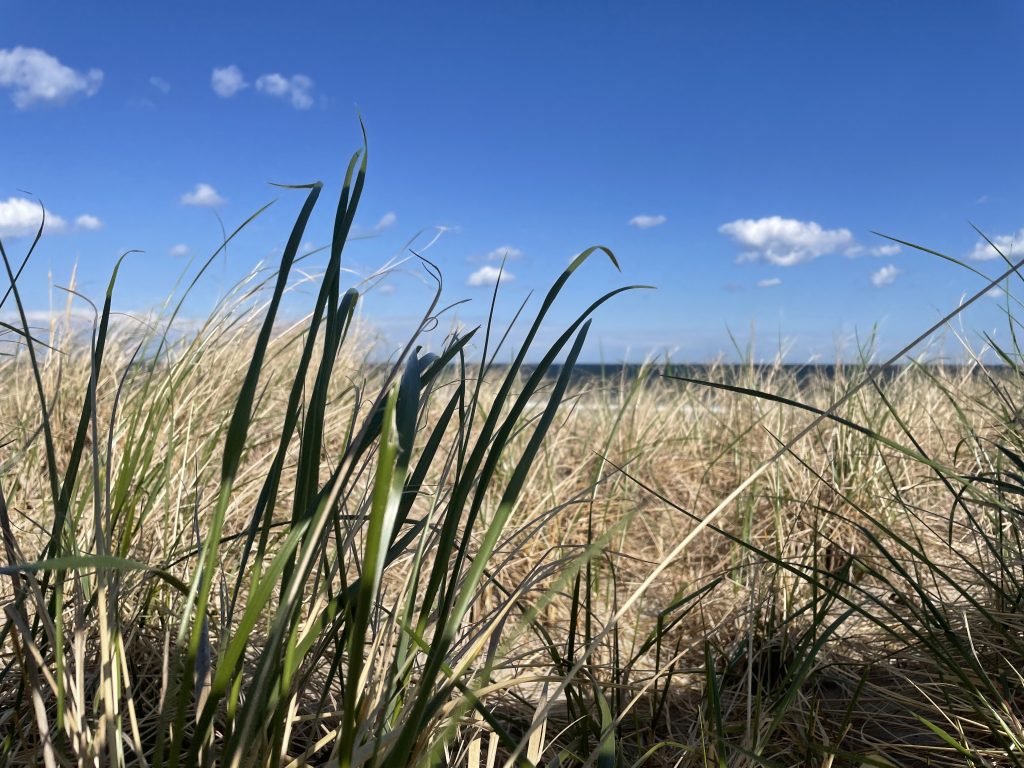 Dune grass whipped up by high winds, April 20, 2021. (Photo: Daniel Nee)