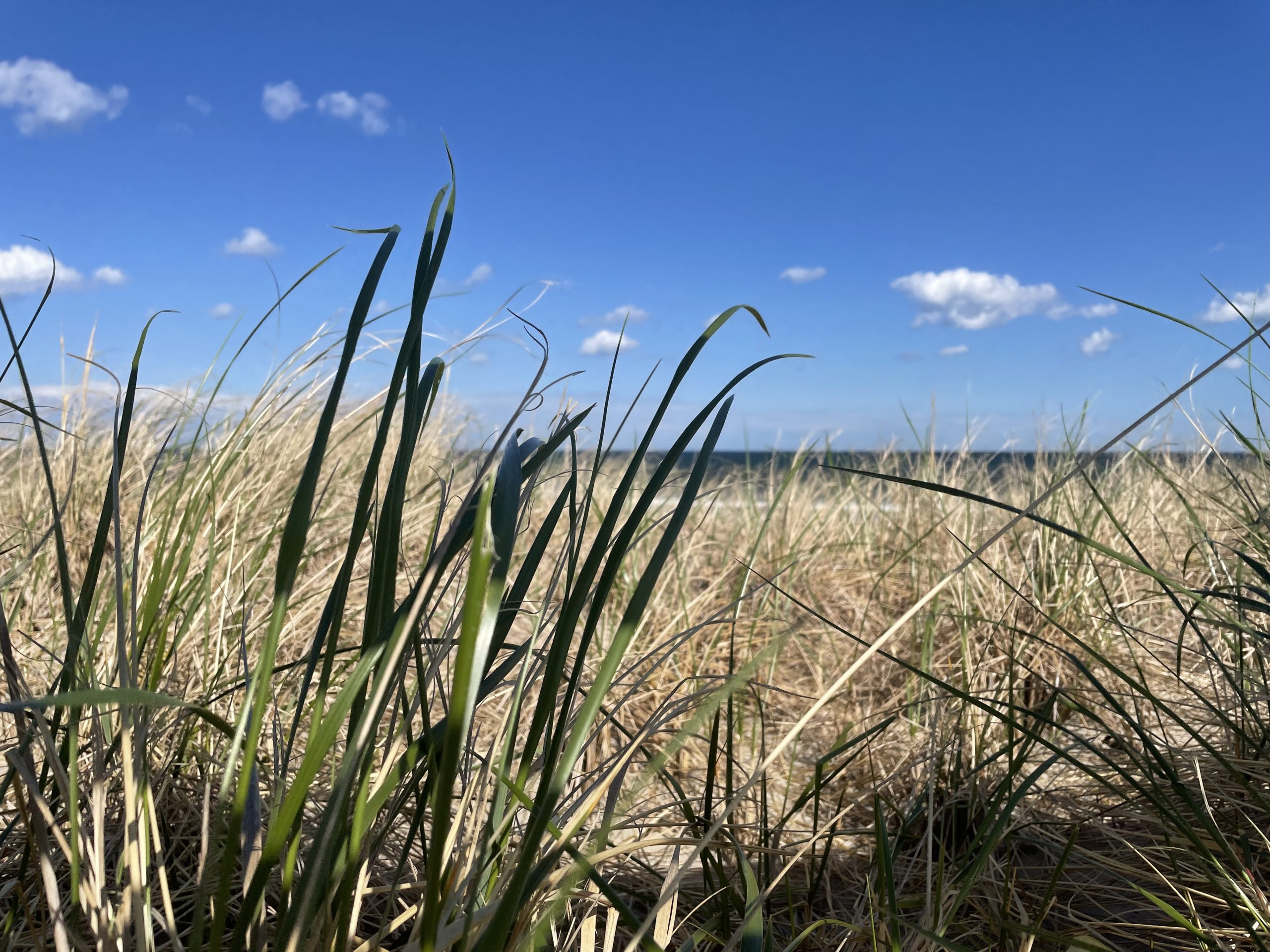 Dune grass whipped up by high winds, April 20, 2021. (Photo: Daniel Nee)