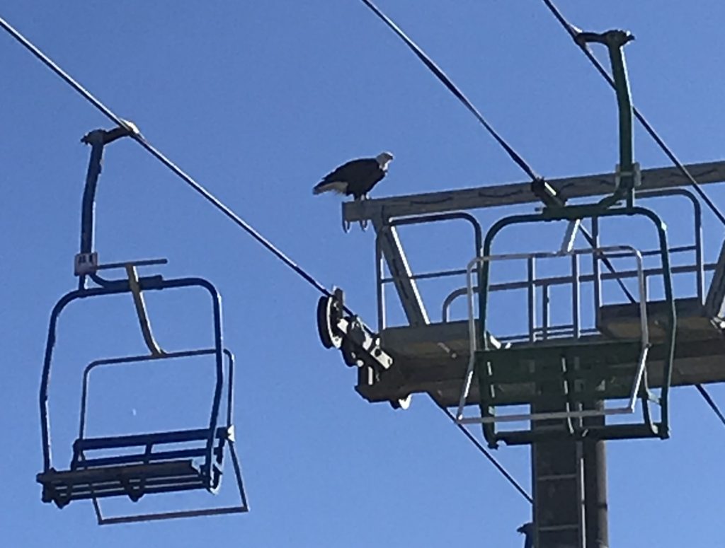 Bald eagles made an appearance on the Seaside Heights boardwalk Oct. 19, 2021. (Credit: Diane Il Grande)