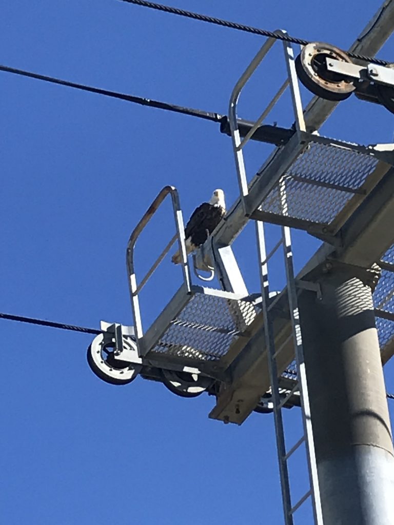 Bald eagles made an appearance on the Seaside Heights boardwalk Oct. 19, 2021. (Credit: Diane Il Grande)