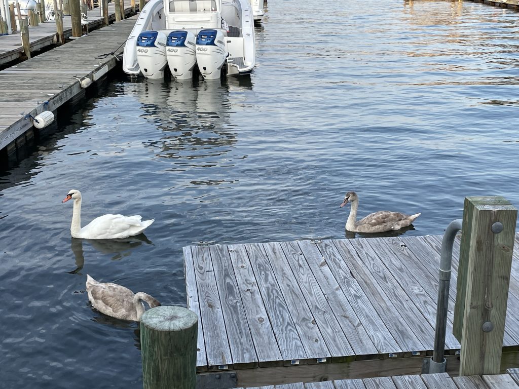 Swans congregate around a dock. (Photo: Daniel Nee)