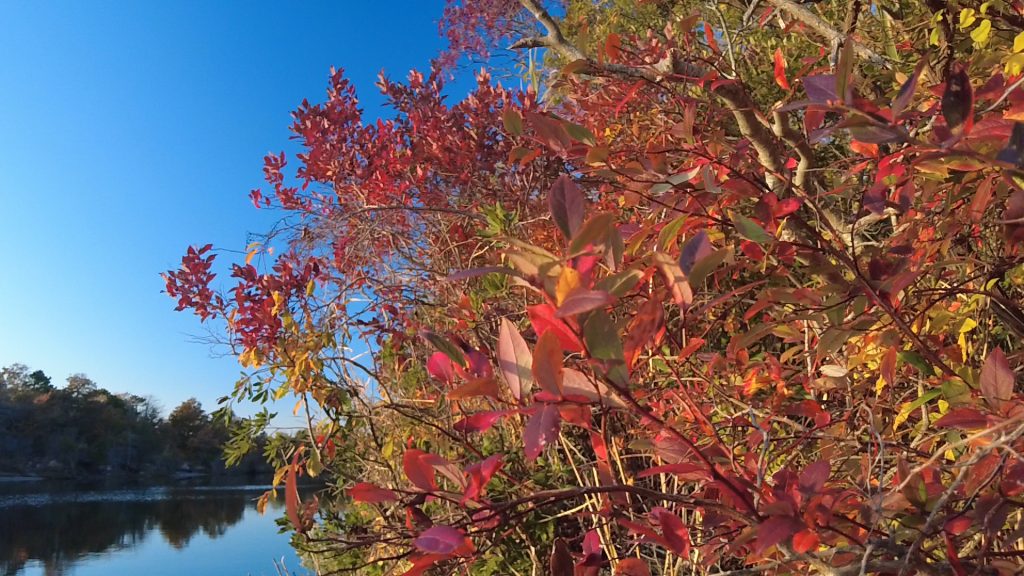Spectacular fall foliage at F-Cove in Brick Township, Oct. and Nov. 2021. (Photo: Daniel Nee)