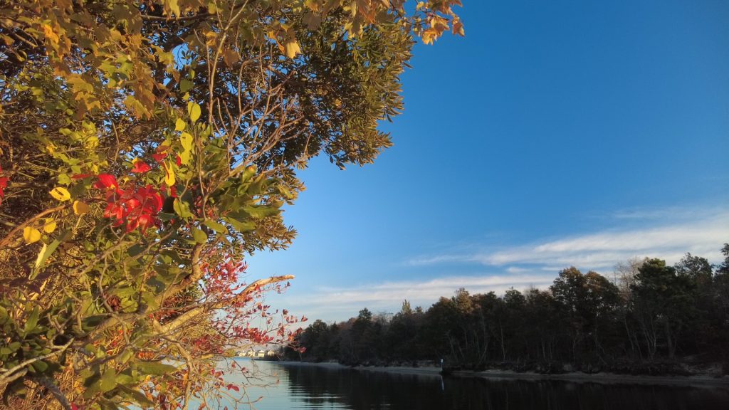 Spectacular fall foliage at F-Cove in Brick Township, Oct. and Nov. 2021. (Photo: Daniel Nee)