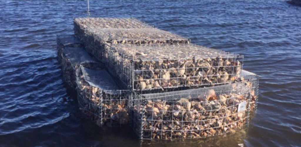 A Hesco unit filled with oyster shell. (Credit: Seaside Park Borough)