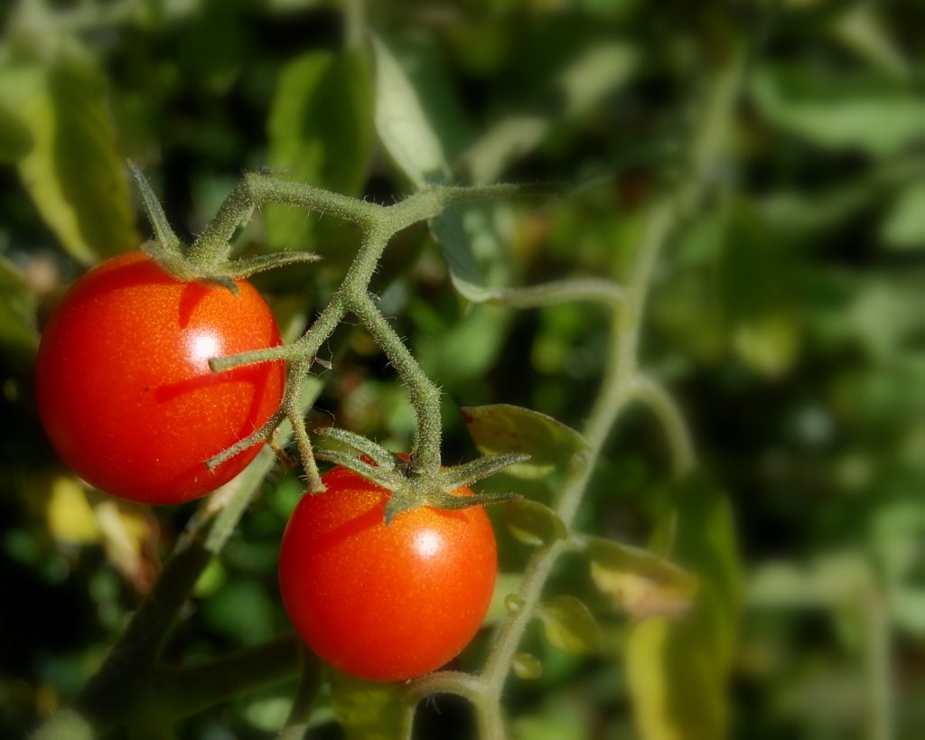 Cherry tomatoes. (Credit: Edgar Pierce/ Flickr)