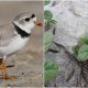Piping plovers and seabeach amarynth. (File Photos)