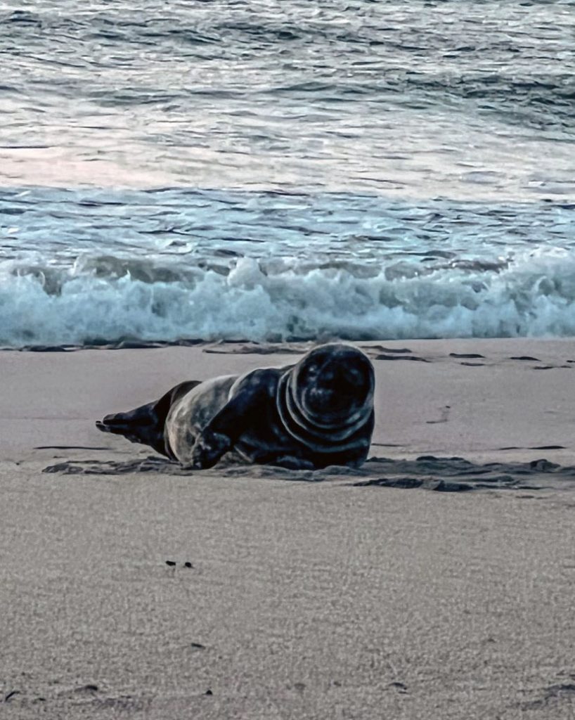 A seal on the beach in Seaside Park. (Photo: Seaside Park Police)