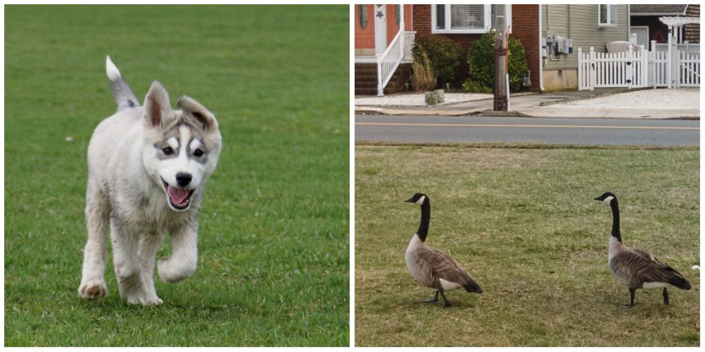 A dog running in a park. (Credit: Randi Hausken/Flickr) and geese (Photo: Daniel Nee/Shorebeat)