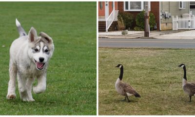 A dog running in a park. (Credit: Randi Hausken/Flickr) and geese (Photo: Daniel Nee/Shorebeat)