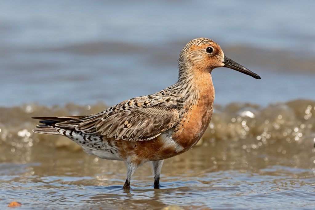 Red Knot (Credit: Wikimedia Creative Commons)