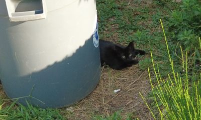 A small feral cat tucked behind a recycling can on the front yard of a home on President Avenue, Lavallette, Aug. 24, 2022. (Photo: Daniel Nee)