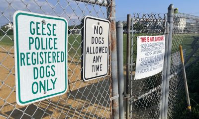 Signs alerting visitors to 'Goose Patrol' regulations at Chandler Field, Lavallette, August 2022. (Photo: Daniel Nee)