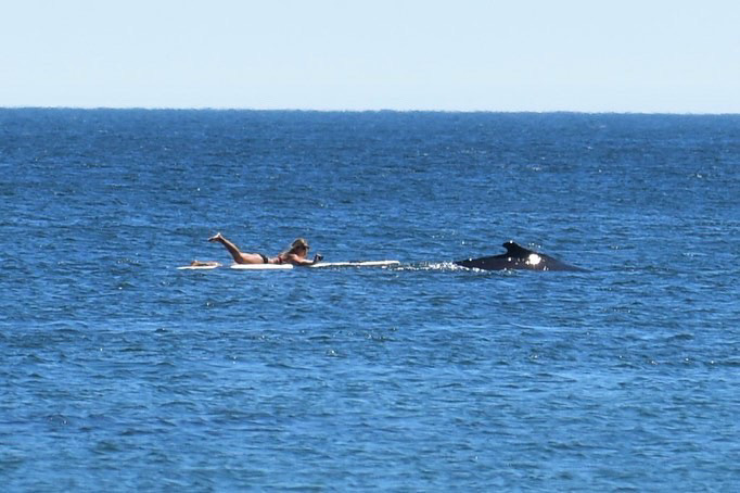 Lifeguard Kate Rizzo paddles alongside a whale off Seaside Park, Sept. 1, 2022. (Photo: Kate Rizzo)