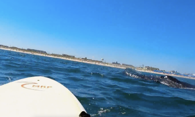 A whale breached the surface directly beside a lifeguard on a rescue surf board in Seaside Park, N.J., Sept. 1, 2022. (Screenshot: Kate Rizzo)