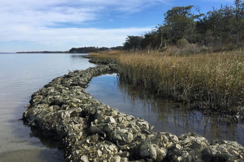 A living shoreline project in North Carolina. (Photo: NOAA Fisheries)