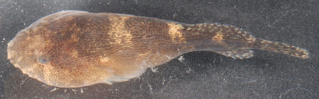 Skilletfish (Credit: Robert Aguilar, Smithsonian Research Center)