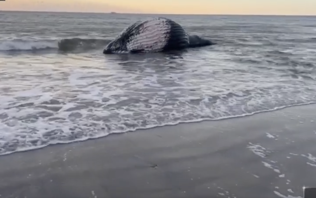 A whale washes up in Atlantic City, N.J., Jan. 2023. (Photo: Mike Lopez/ NBC Philadelphia)