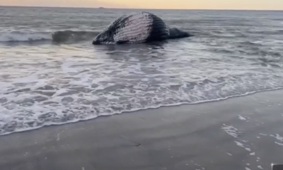 A whale washes up in Atlantic City, N.J., Jan. 2023. (Photo: Mike Lopez/ NBC Philadelphia)