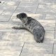 A seal rescued by Brick police officers while trying to cross Route 35, Feb. 27, 2023. (Photo: Brick Twp. Police)